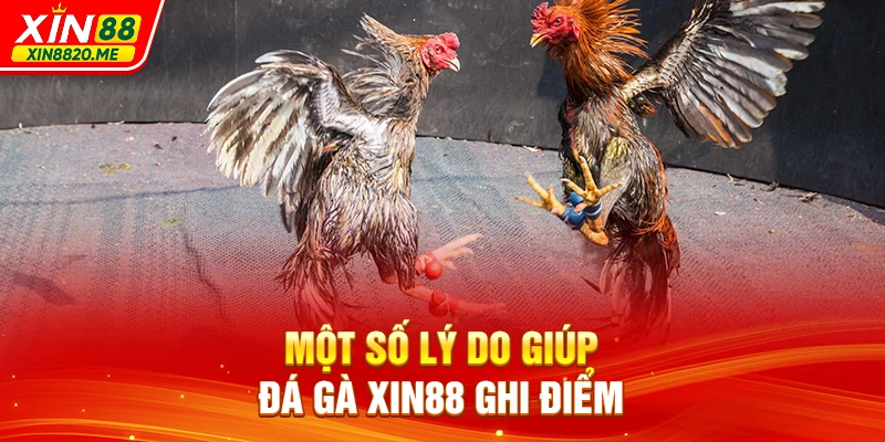 Một số lý do giúp Đá Gà XIN88 ghi điểm