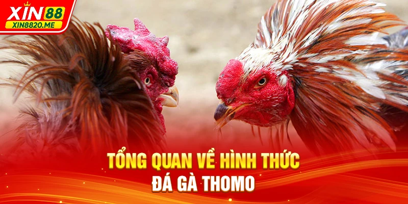 Tổng quan về hình thức đá gà Thomo